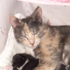 Blanding af racer Nille