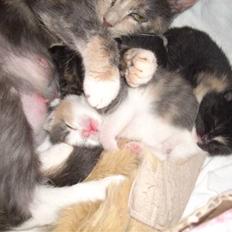 Blanding af racer Nille