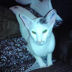 Orientaler Bart Simpson