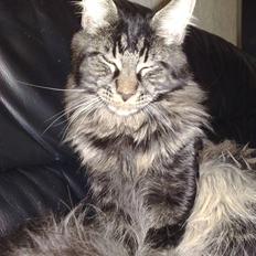 Maine Coon Mirco