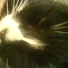 Huskat Oli speciel:D