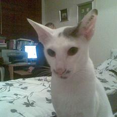 Orientaler Bart Simpson