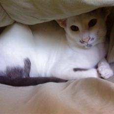 Orientaler Bart Simpson