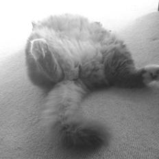 Norsk Skovkat Lambert.