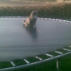 Norsk Skovkat Lambert.