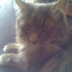 Norsk Skovkat Lambert.