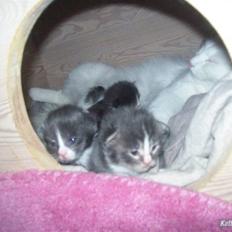 Maine Coon Fået nyt hjem </3