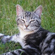 Blanding af racer Mille  oktober 