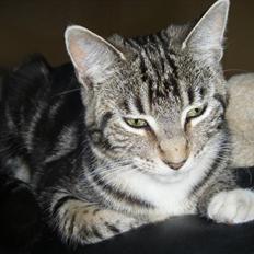 Blanding af racer Mille  oktober 