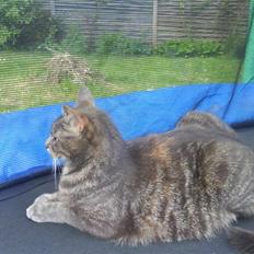 Blanding af racer Pjuske