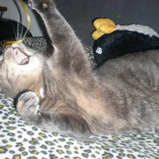 Blanding af racer Pjuske