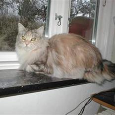 Maine Coon DK Udklittens Cindy