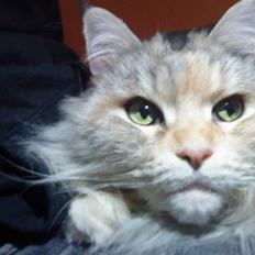 Maine Coon DK Udklittens Cindy