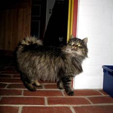 Blanding af racer Freja