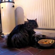 Blanding af racer Freja