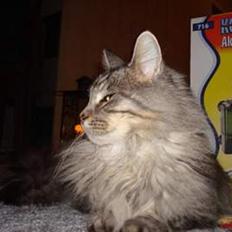 Maine Coon lady marion