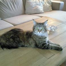 Maine Coon Freja