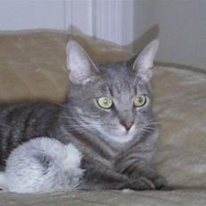 Blanding af racer Gizmo