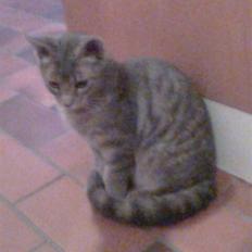 Blanding af racer Gizmo