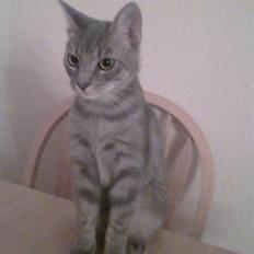 Blanding af racer Gizmo