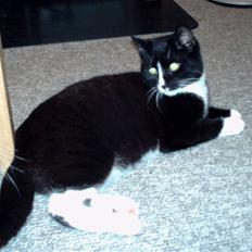 Huskat pjok ((forsvundet)) :(