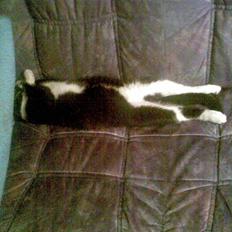 Huskat pjok ((forsvundet)) :(