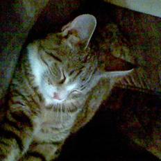 Blanding af racer dudi