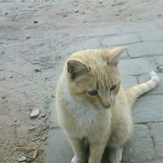 Huskat Pepper-elsket og savnet:(