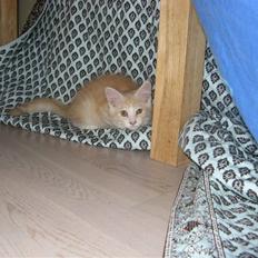 Blanding af racer Mille