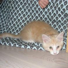 Blanding af racer Mille