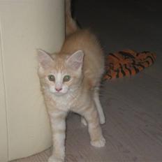 Blanding af racer Mille