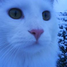 Maine Coon Fået nyt hjem </3