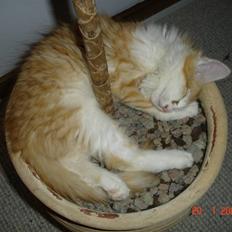 Blanding af racer Mille