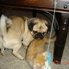 Blanding af racer Mille