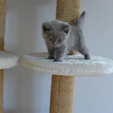 British Shorthair Åberg