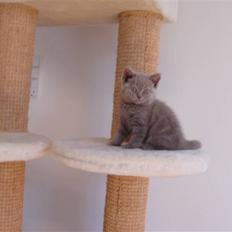 British Shorthair Åberg