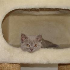 British Shorthair Åberg