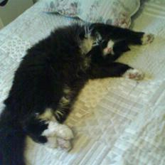 Blanding af racer bimse.