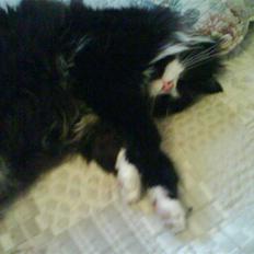 Blanding af racer bimse.