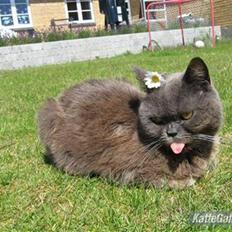 Blanding af racer Chanti *hvil i fred min engel* Jeg savner dig