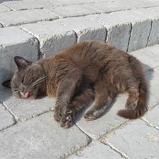 Blanding af racer Chanti *hvil i fred min engel* Jeg savner dig