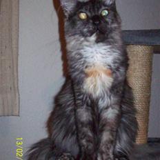 Maine Coon PANDORA