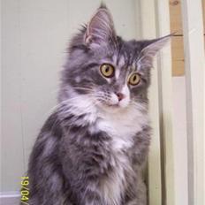 Maine Coon MISCHA