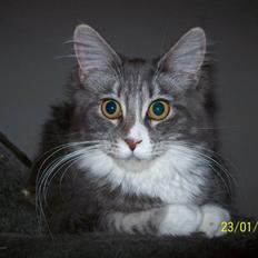 Maine Coon MISCHA