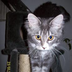 Maine Coon MISCHA