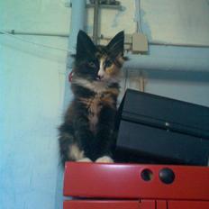 Norsk Skovkat trunte