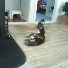 Norsk Skovkat trunte