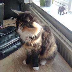 Norsk Skovkat trunte