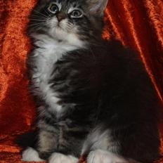 Maine Coon Gumle - Mors Kat