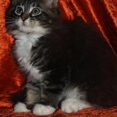 Maine Coon Gumle - Mors Kat